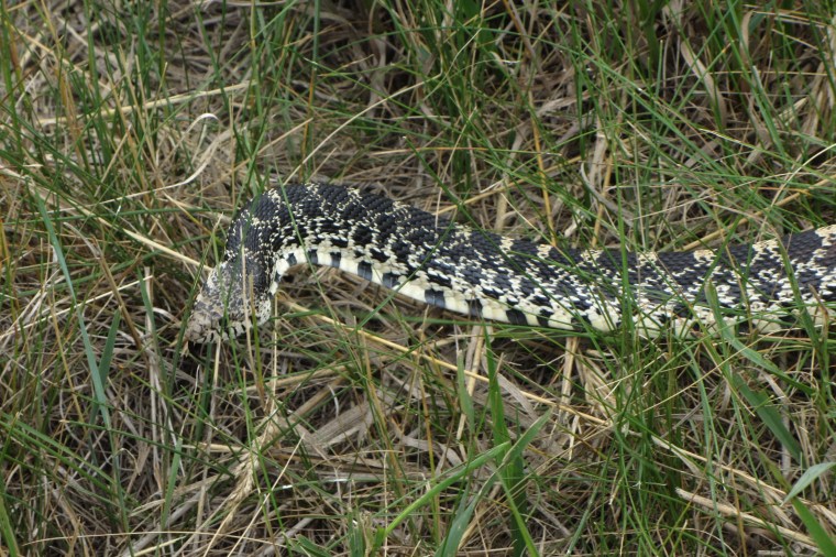 Bullsnake