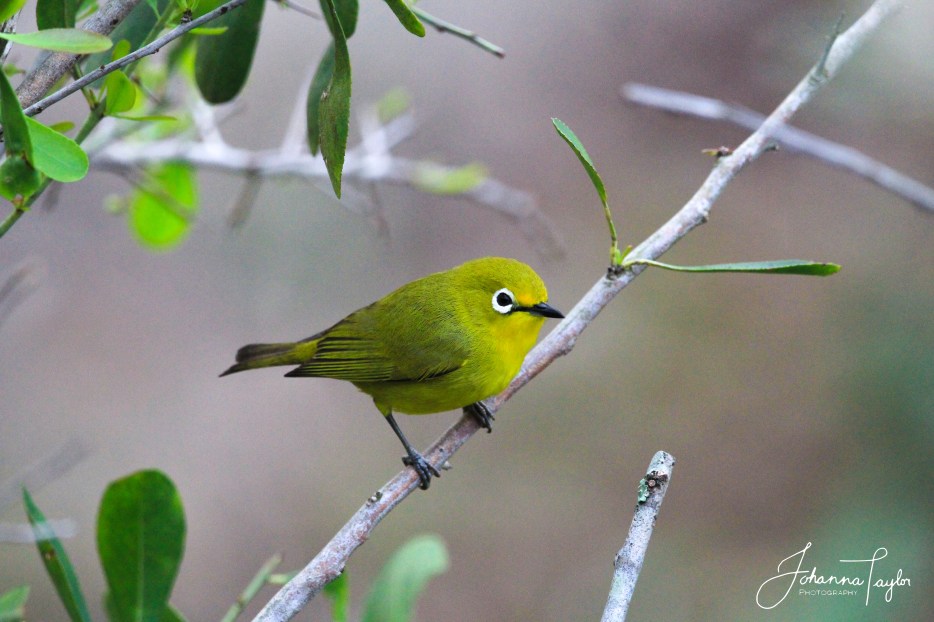 CapeWhiteEye-signed.jpg