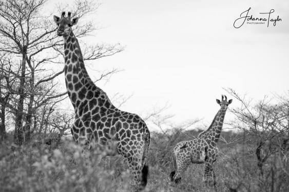 GiraffesBW-signed