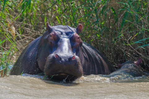 MamaHippo