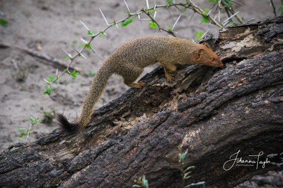 SlenderMongoose-Signed