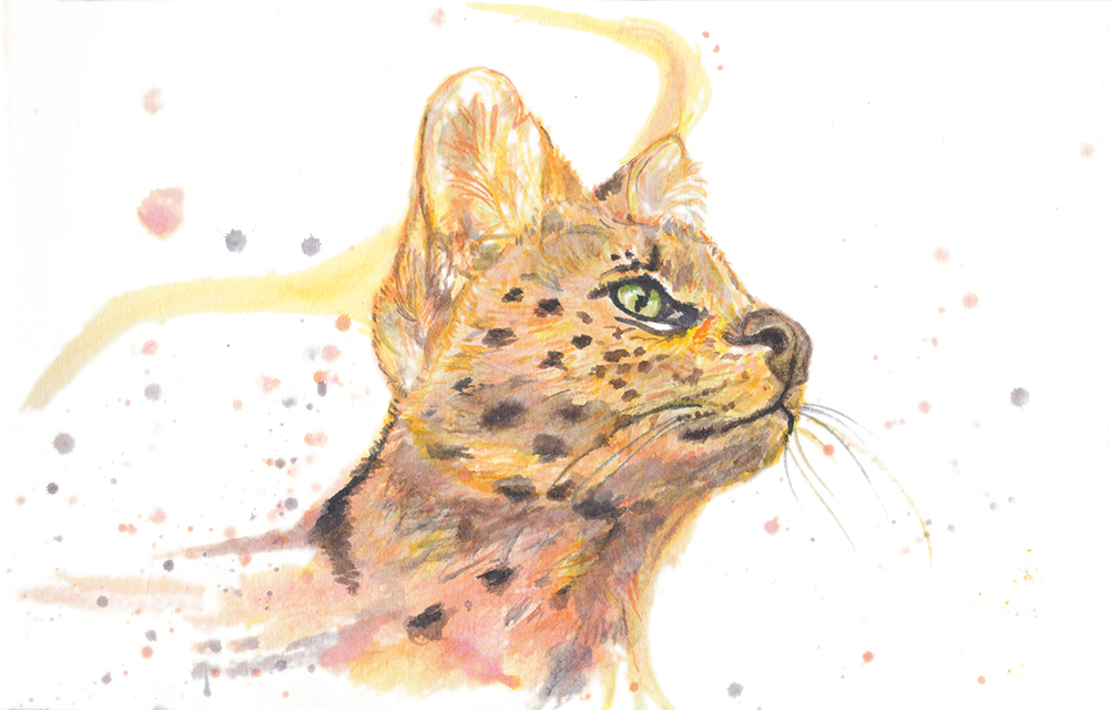 Serval-Websize