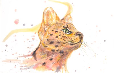 Serval-Websize