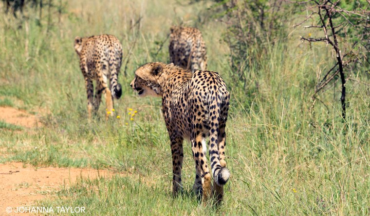 Cheetah-Sisters-Blog-Photo-e-IMG_1244.jpg