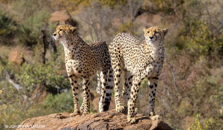 Cheetah-Sisters-Blog-Photo-IMG_3535.jpg
